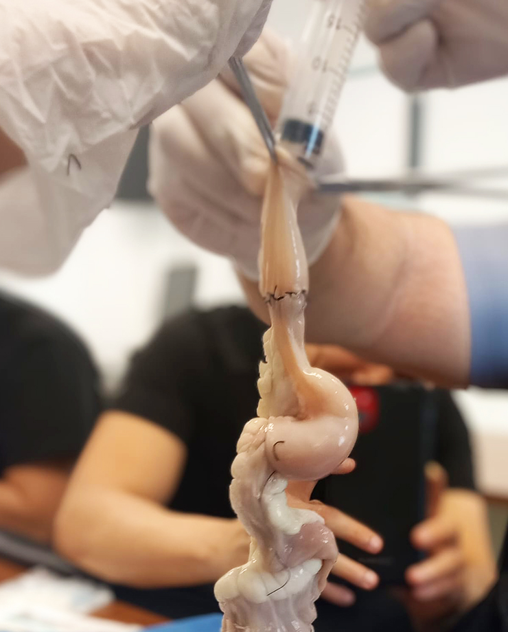 Curso de Reparación de lesiones traumáticas de vía aérea, pulmón y corazón